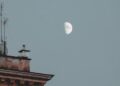 Stargazers Delight: August’s Early Morning Moon Show