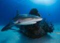 New Discovery: Larger Shark Feasting on Smaller Shark Revealed by Scientists