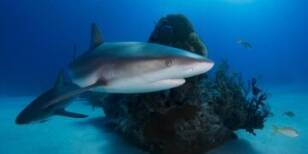 New Discovery: Larger Shark Feasting on Smaller Shark Revealed by Scientists