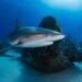 New Discovery: Larger Shark Feasting on Smaller Shark Revealed by Scientists