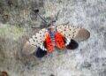 Uncovering the Mystery: The Decline of Spotted Lanternflies in New York City