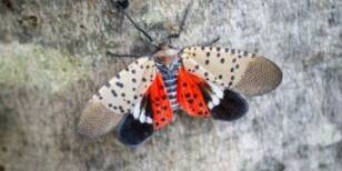 Uncovering the Mystery: The Decline of Spotted Lanternflies in New York City