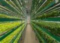 Revolutionizing Vertical Farming: How Smart Lighting is Making it More Affordable