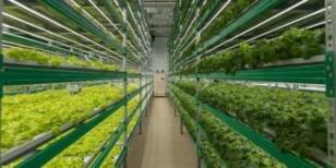 Revolutionizing Vertical Farming: How Smart Lighting is Making it More Affordable