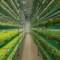 Revolutionizing Vertical Farming: How Smart Lighting is Making it More Affordable