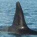 Orca Predators: Feasting on Whale Shark Livers