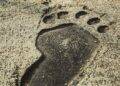 Ancient Footprints Unveil Coexistence of Two Human Ancestors on Common Ground