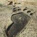 Ancient Footprints Unveil Coexistence of Two Human Ancestors on Common Ground