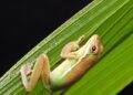 Sheffield Florist Discovers Colombian Tree Frog, Sheds Light on Invasive Species Risk