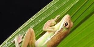 Sheffield Florist Discovers Colombian Tree Frog, Sheds Light on Invasive Species Risk