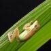 Sheffield Florist Discovers Colombian Tree Frog, Sheds Light on Invasive Species Risk