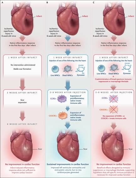 Immunity Heart